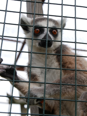 Gr I LEMUR PARK 2022_41