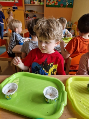 sianie rzeżuchy gr I_14